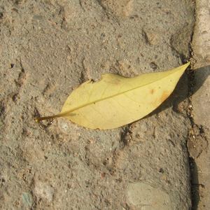 好了avalon第四航最新版本更新内容
